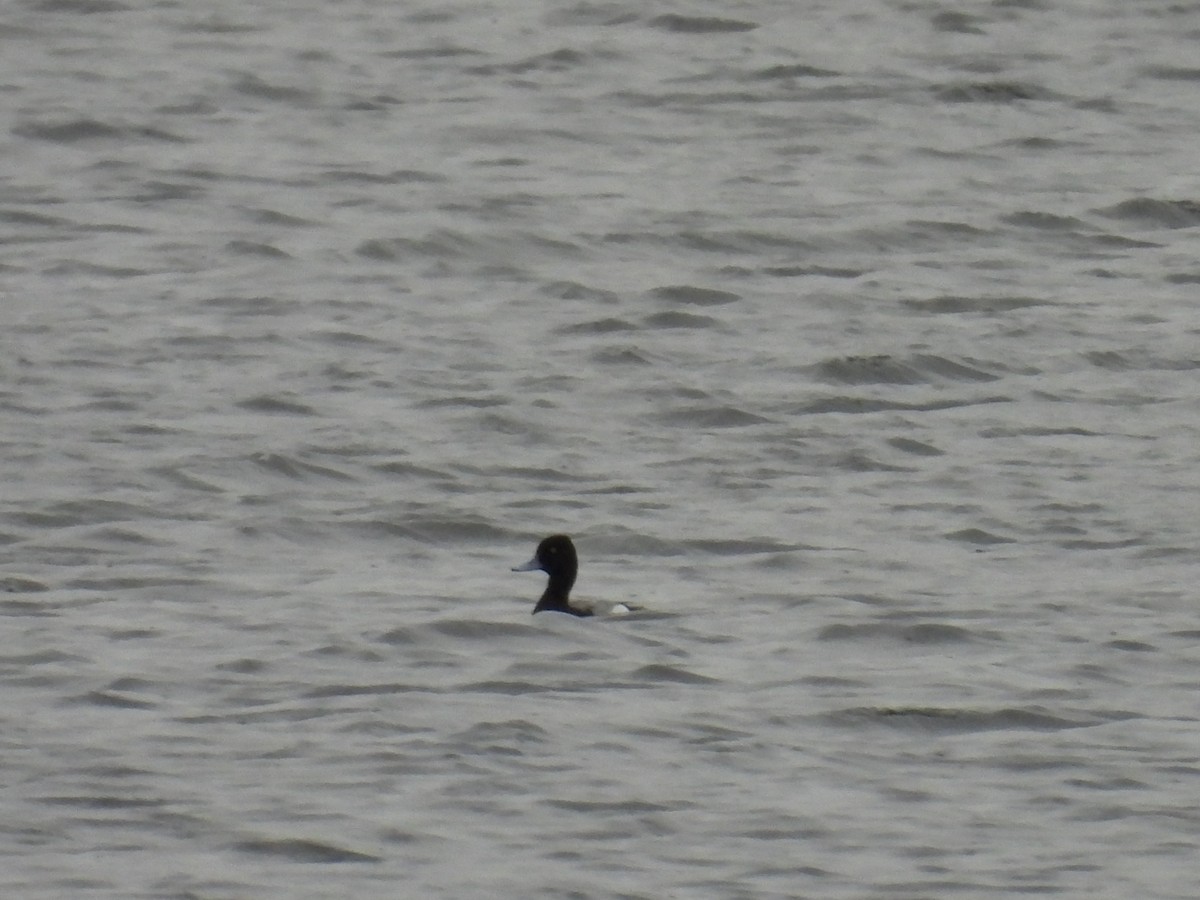 Lesser Scaup - Tim Winslow