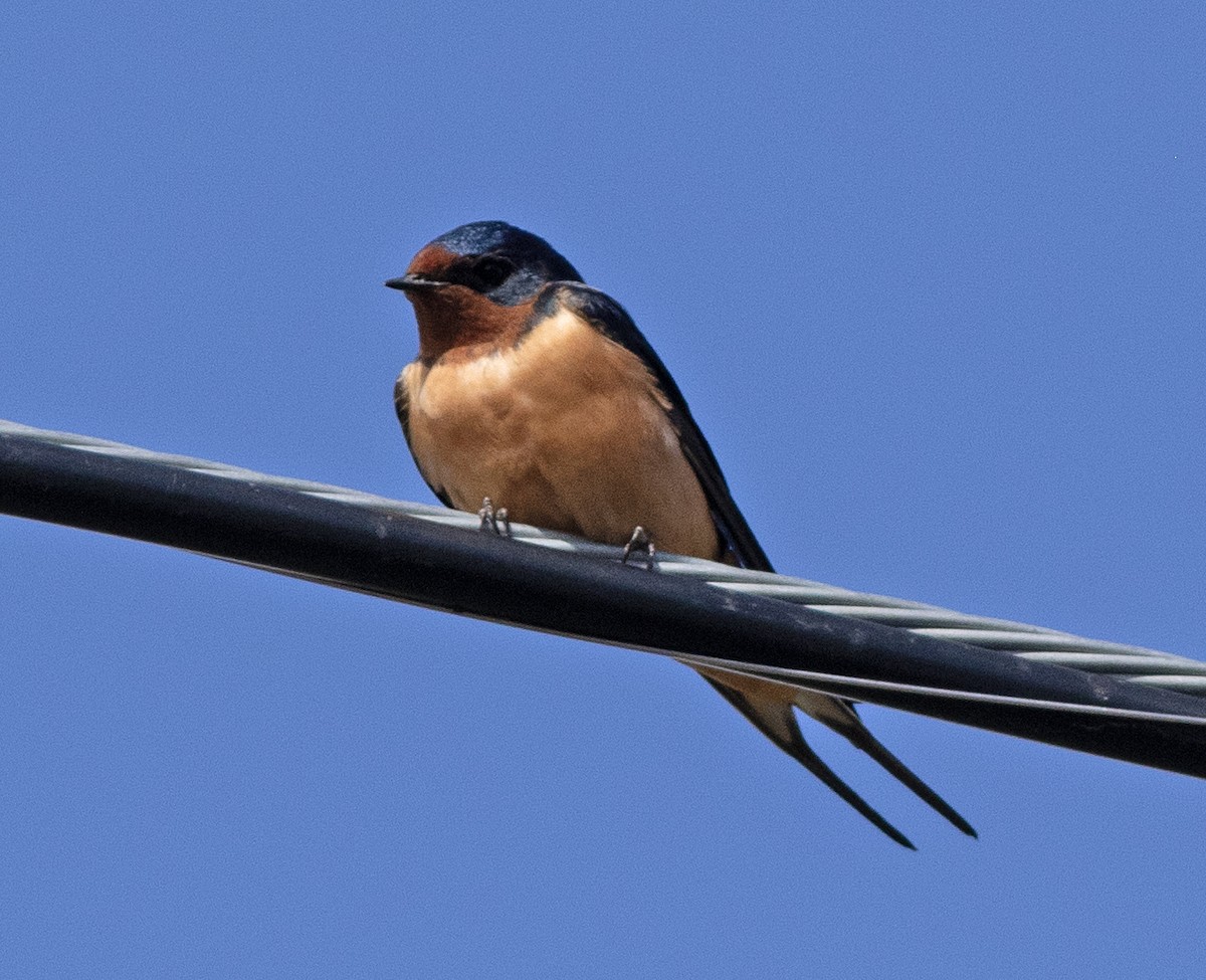 Barn Swallow - Alan Burger