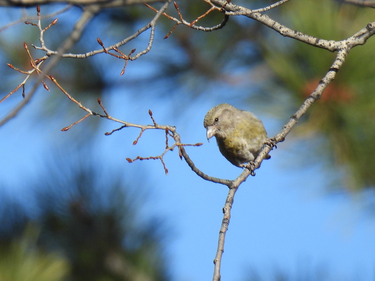 Red Crossbill - ML619264607