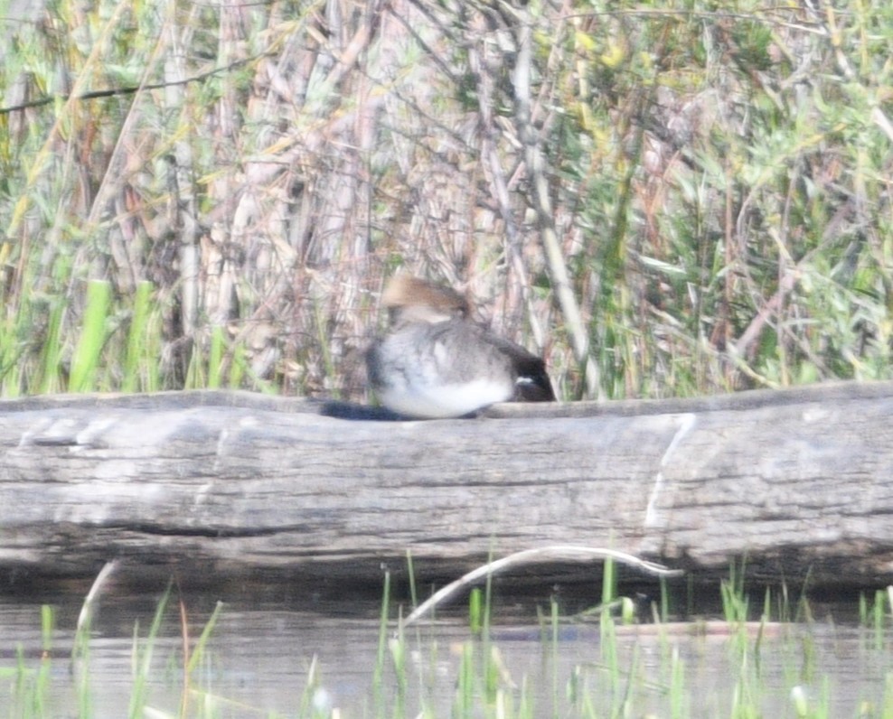 Hooded Merganser - Peter Olsoy