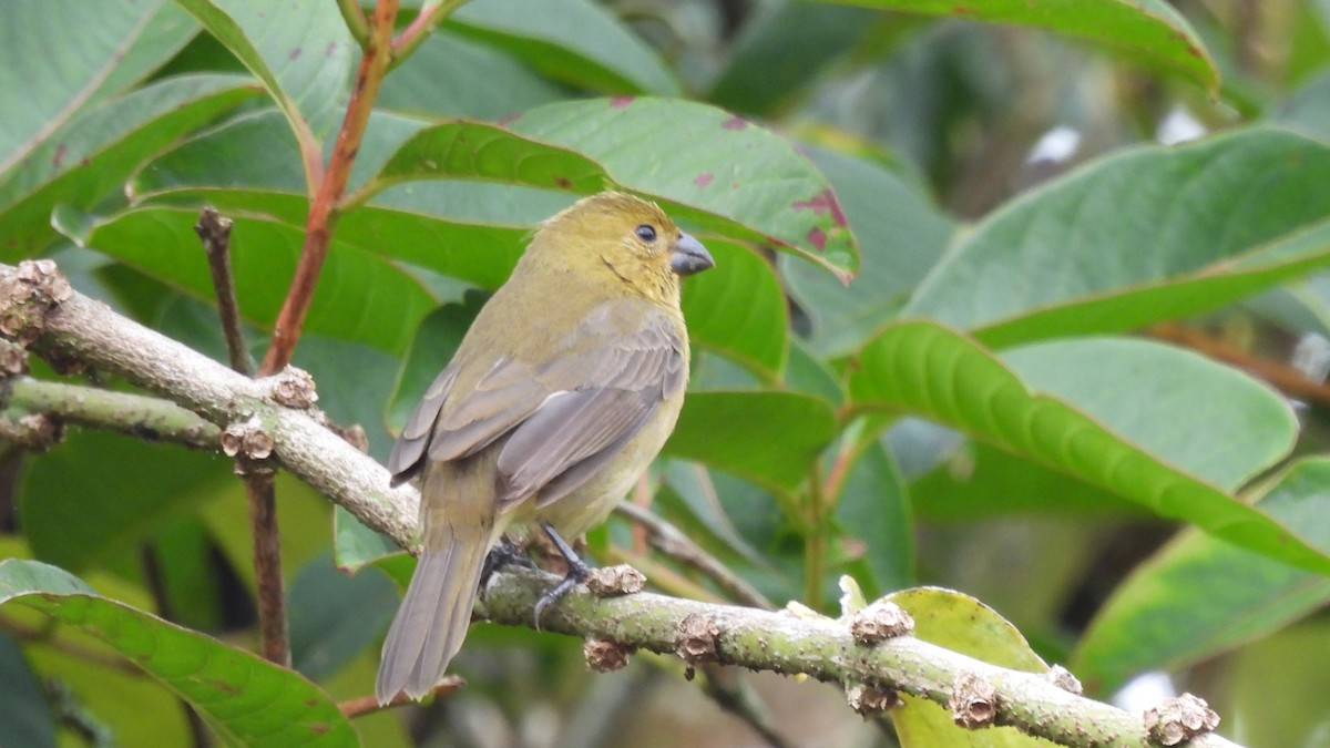 Variable Seedeater - Karen Evans