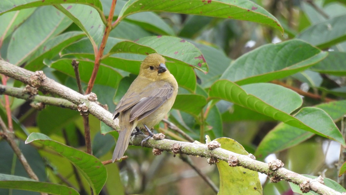 Variable Seedeater - Karen Evans