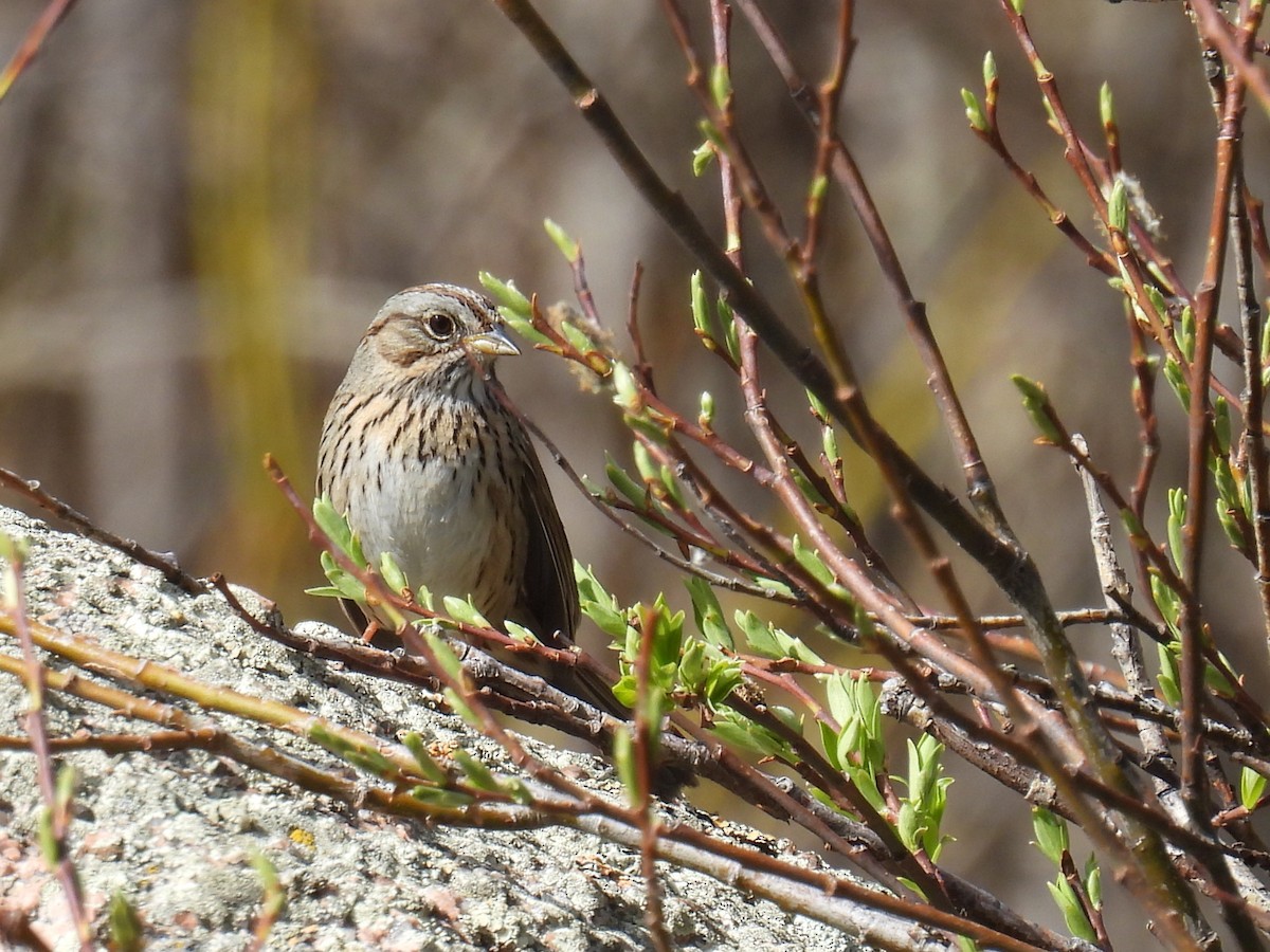 Lincoln's Sparrow - ML619264617