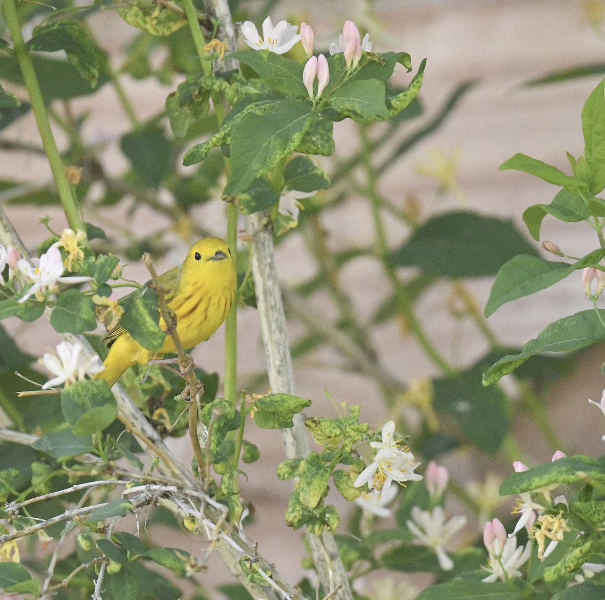 Yellow Warbler - Sevilla Rhoads