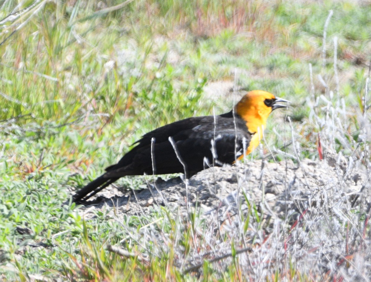 Yellow-headed Blackbird - Peter Olsoy