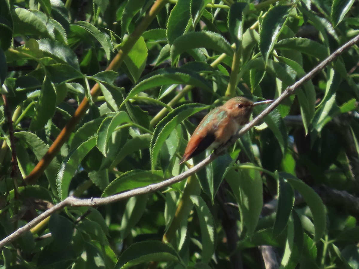 Allen's Hummingbird - Siyuan Jiang