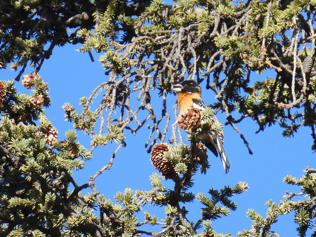 Black-headed Grosbeak - ML619264634