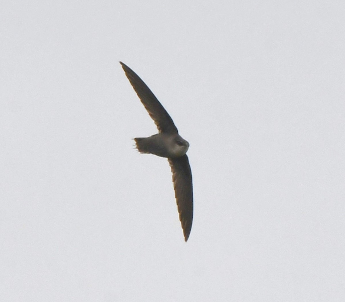 Chimney Swift - ML619264639