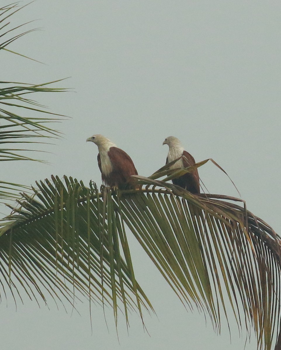 Brahminy Kite - shino jacob koottanad