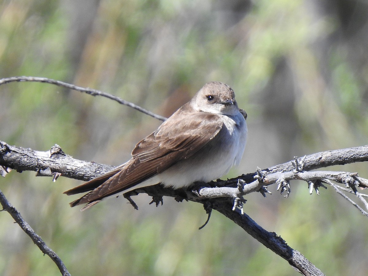 Northern Rough-winged Swallow - Pat Grantham