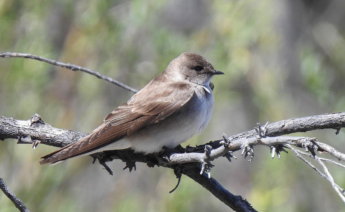 Northern Rough-winged Swallow - Pat Grantham