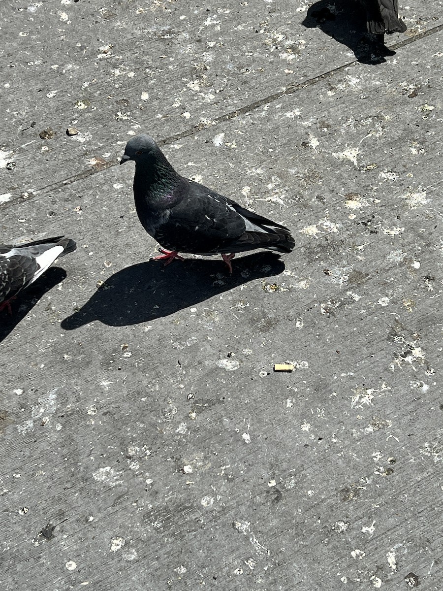 Rock Pigeon (Feral Pigeon) - Talia Mensik