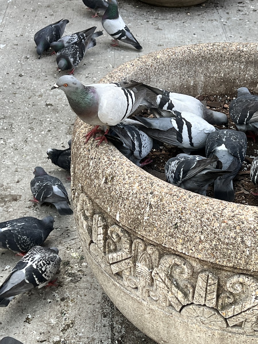 Rock Pigeon (Feral Pigeon) - Talia Mensik