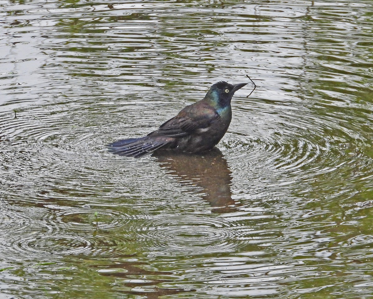 Common Grackle (Florida/Purple) - ML619264655