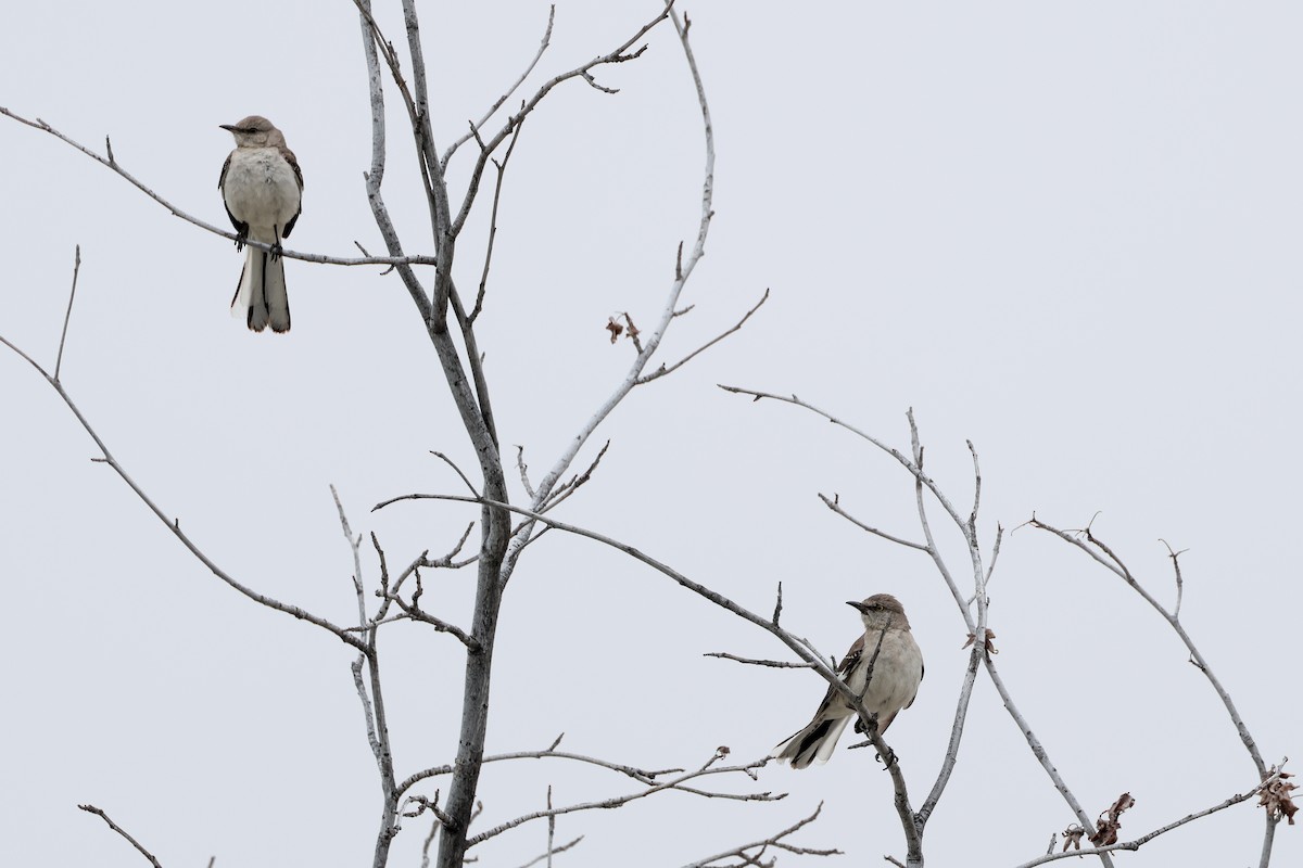 Northern Mockingbird - Becca Cockrum