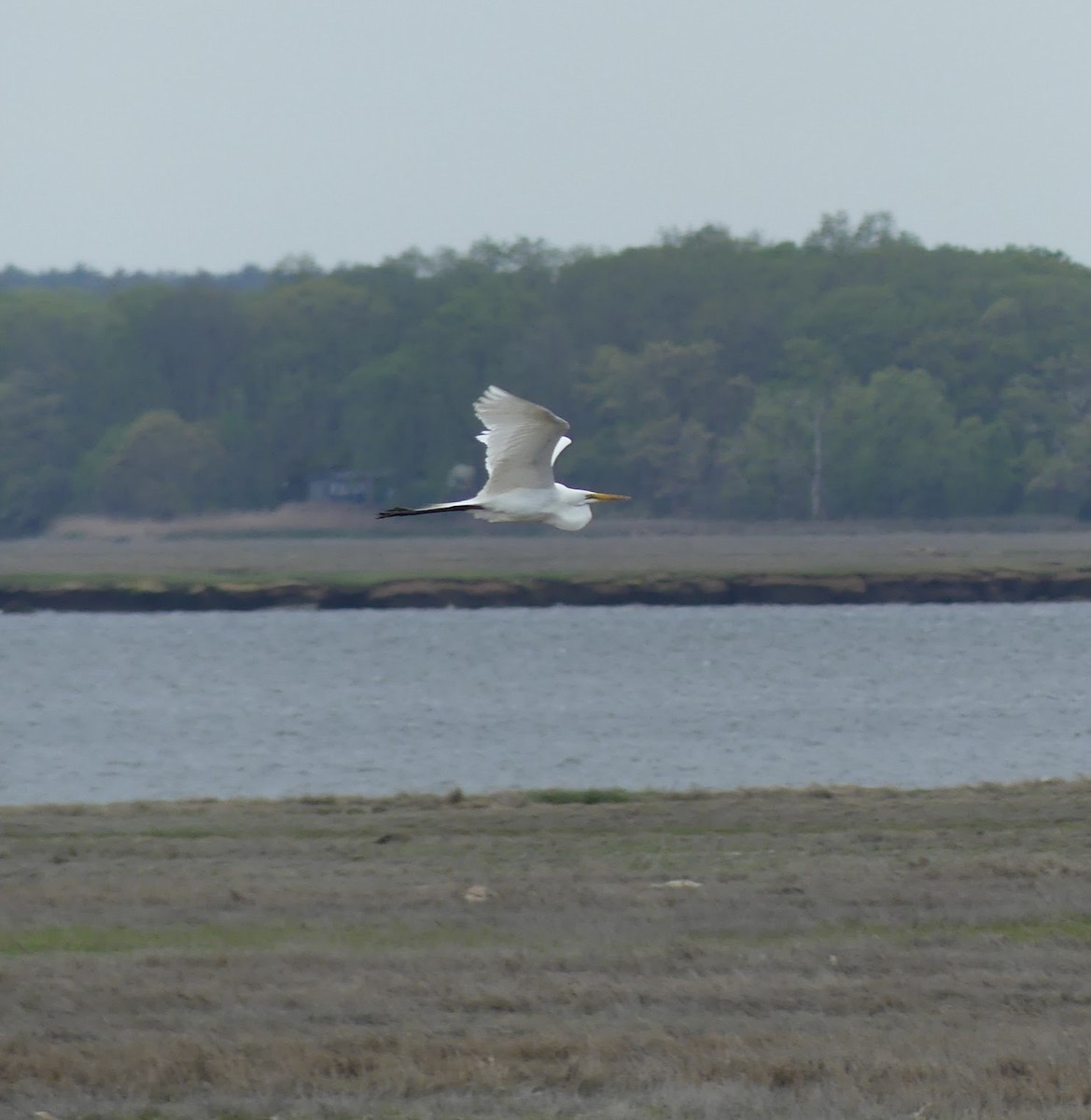 Great Egret - Cheyenne Ellis