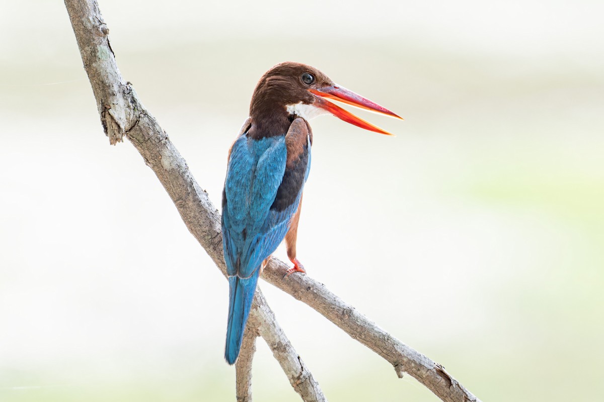 Braunliest - ML619264675