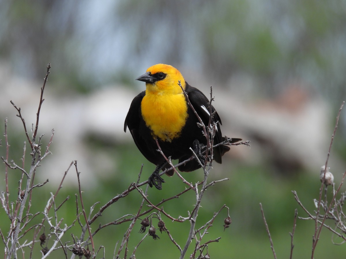 Yellow-headed Blackbird - Tina Toth