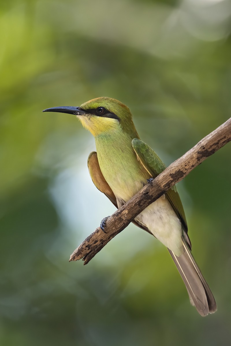 Asian Green Bee-eater - Se Chea