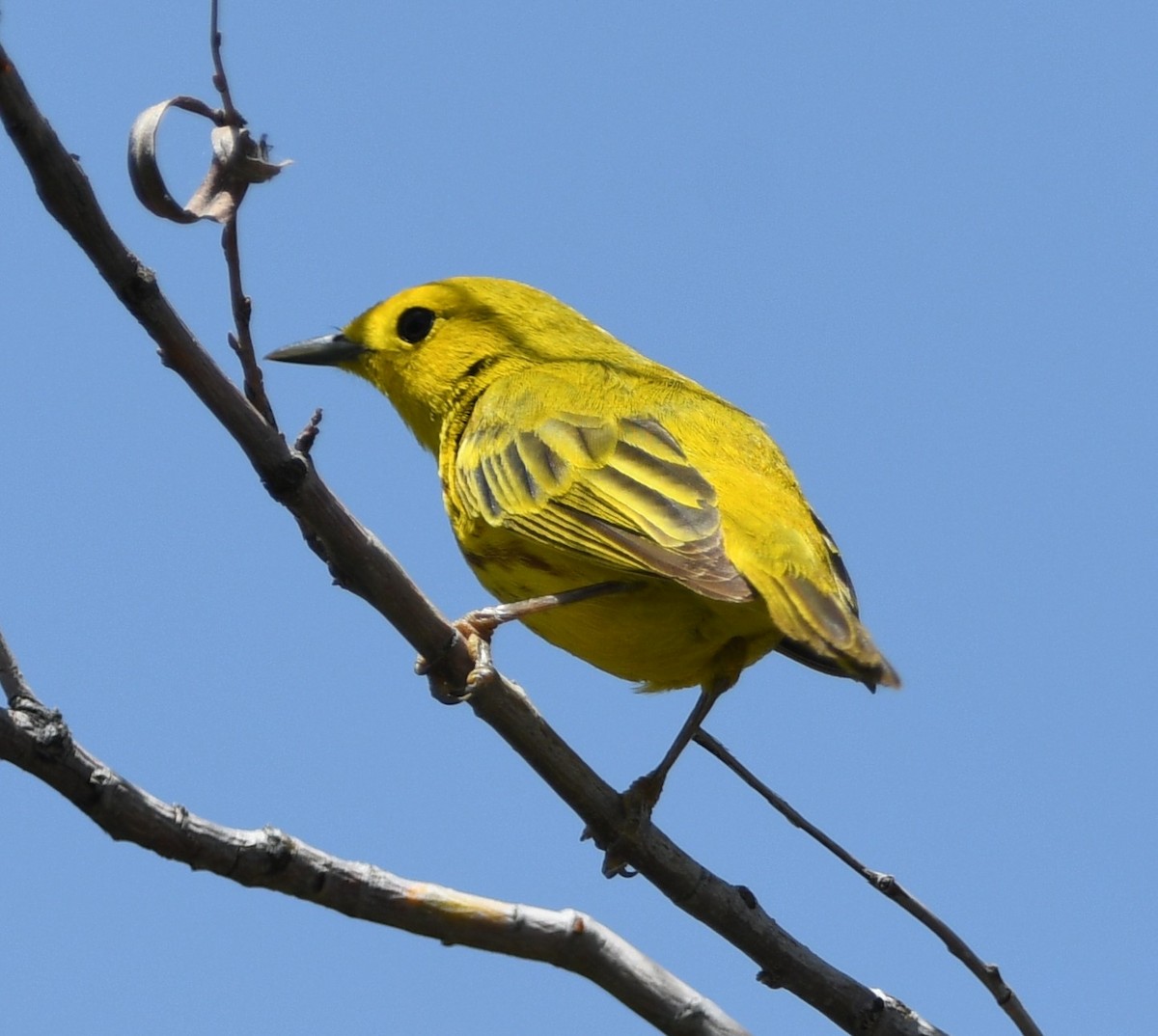 Yellow Warbler - Peter Olsoy