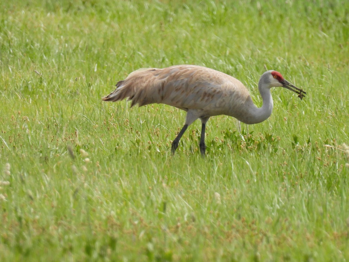 Sandhill Crane - Tina Toth