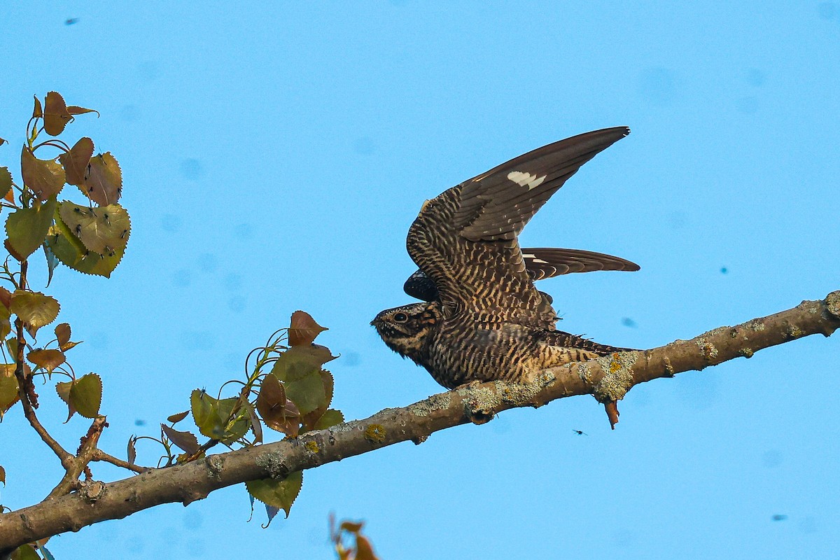 Common Nighthawk - Scott Castelein