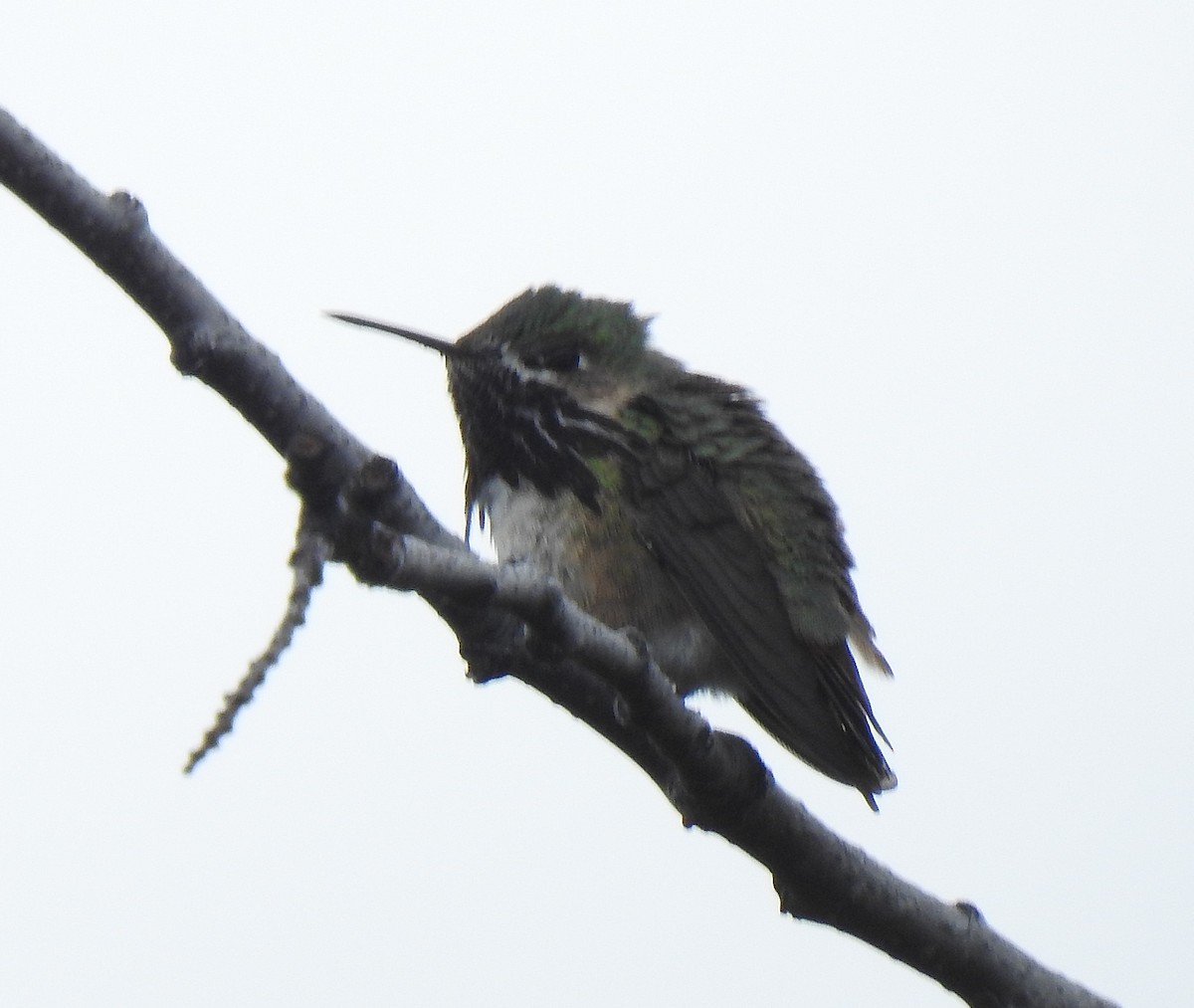 Calliope Hummingbird - Pat Grantham