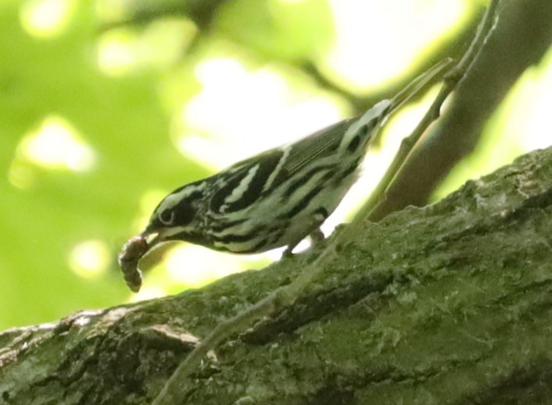 Black-and-white Warbler - Eric Ginsburg