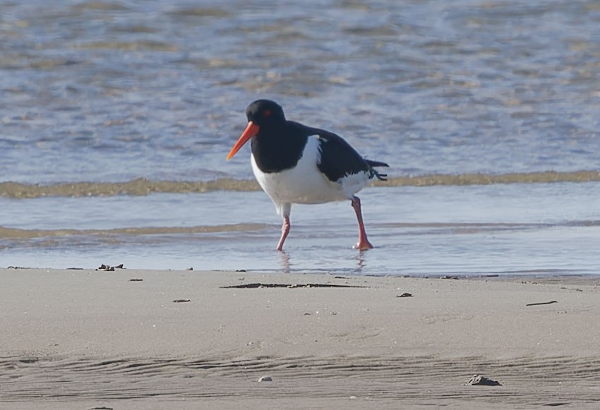 Eurasian Oystercatcher - www.aladdin .st