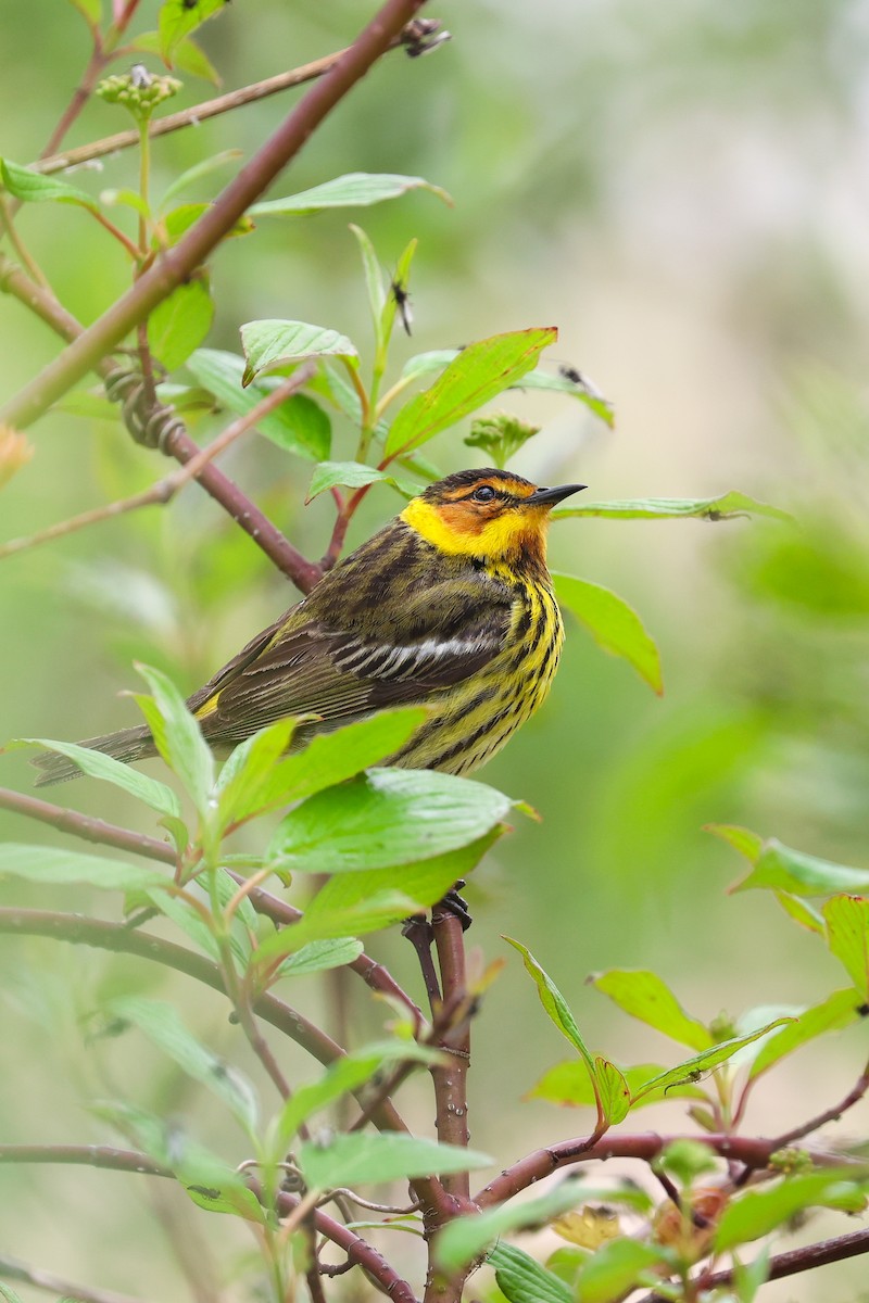 Cape May Warbler - Scott Castelein