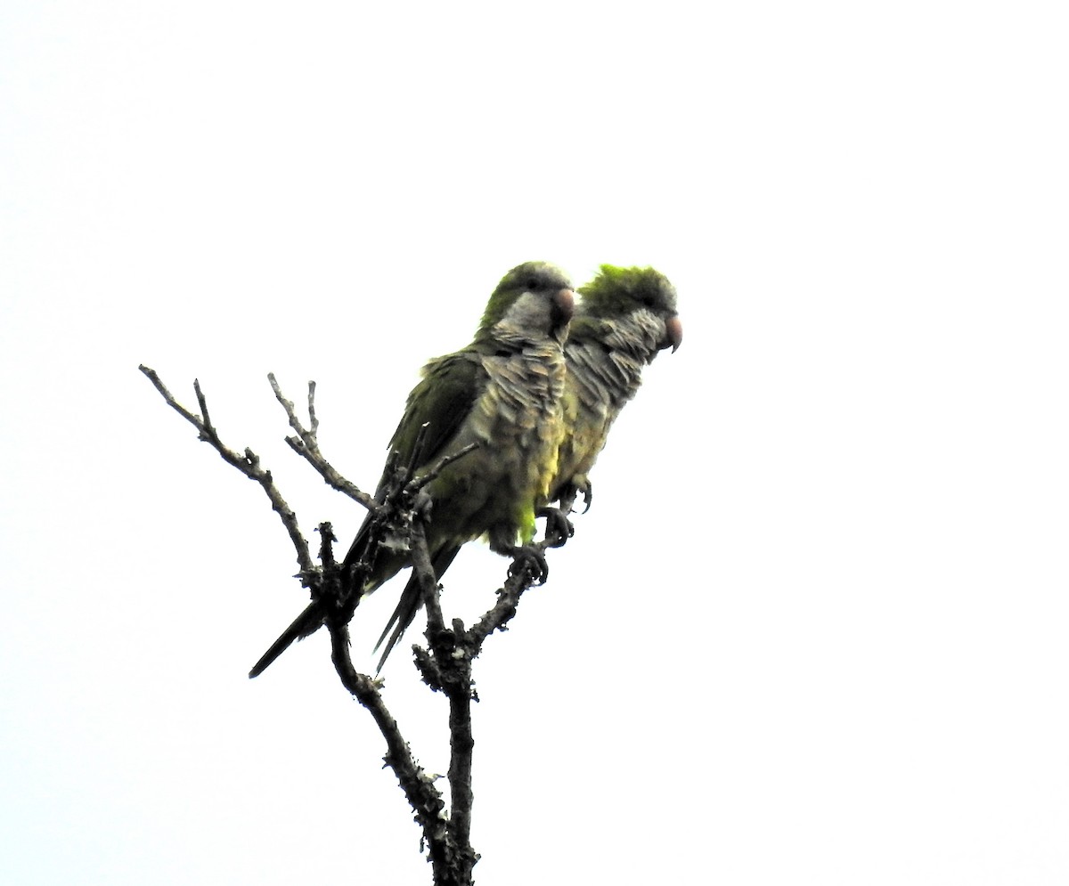 Monk Parakeet - ML619264728