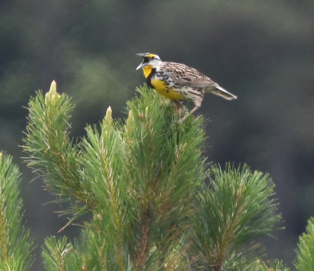 Eastern Meadowlark - ML619264731