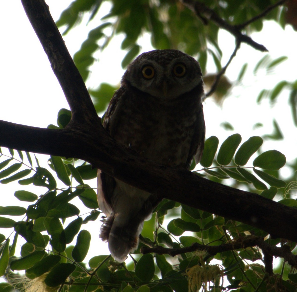 Spotted Owlet - Joe Heinlein