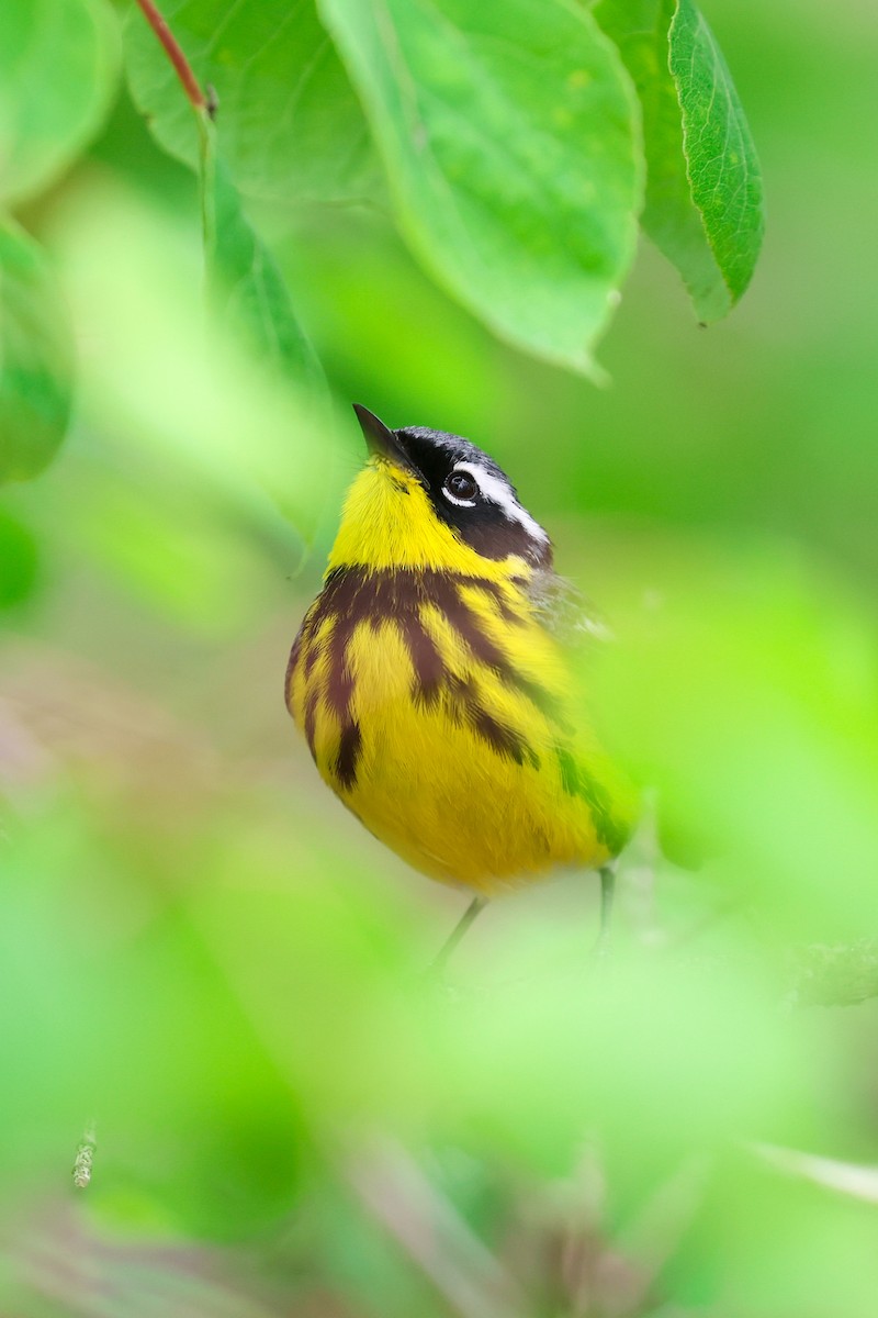 Magnolia Warbler - ML619264735