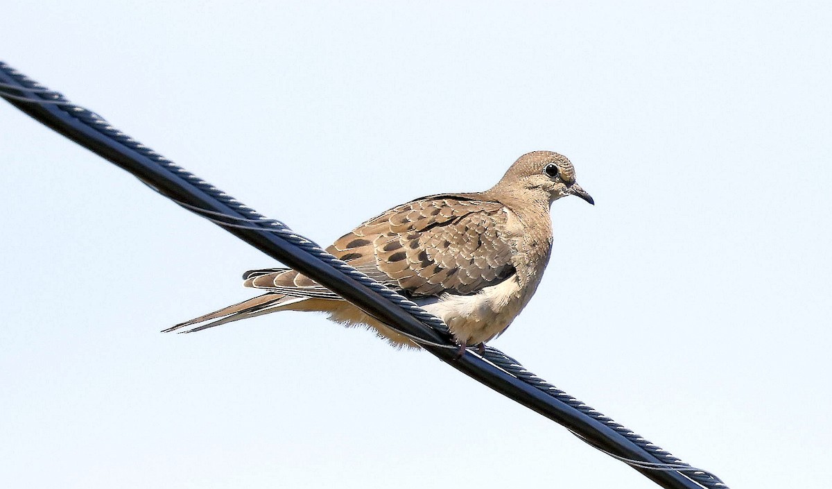 Mourning Dove - ML619264741