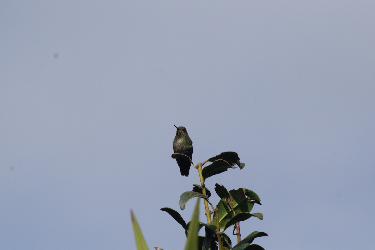 kolibřík Williamův - ML619264745