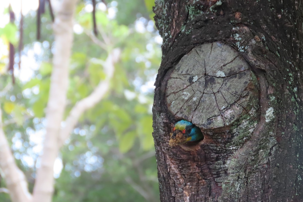 Taiwan Barbet - Lia Infante