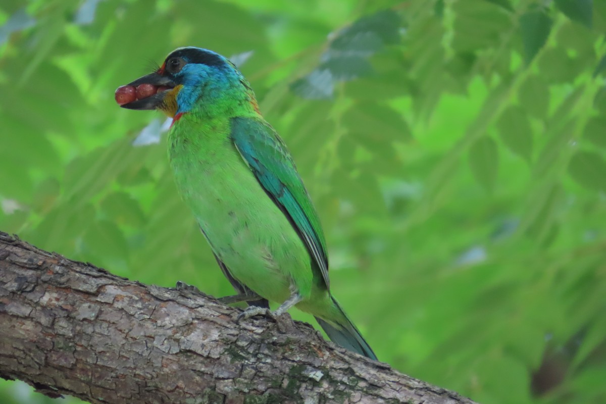 Taiwan Barbet - Lia Infante