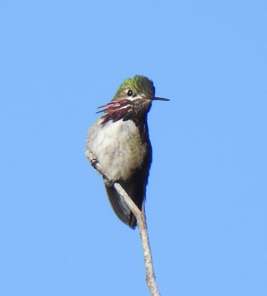 Calliope Hummingbird - Pat Grantham