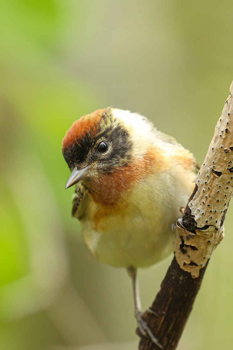 Bay-breasted Warbler - Scott Castelein