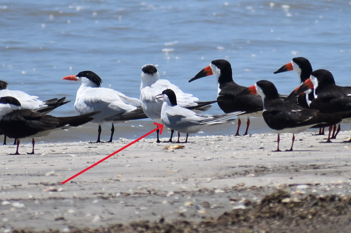 Common Tern - ML619264772