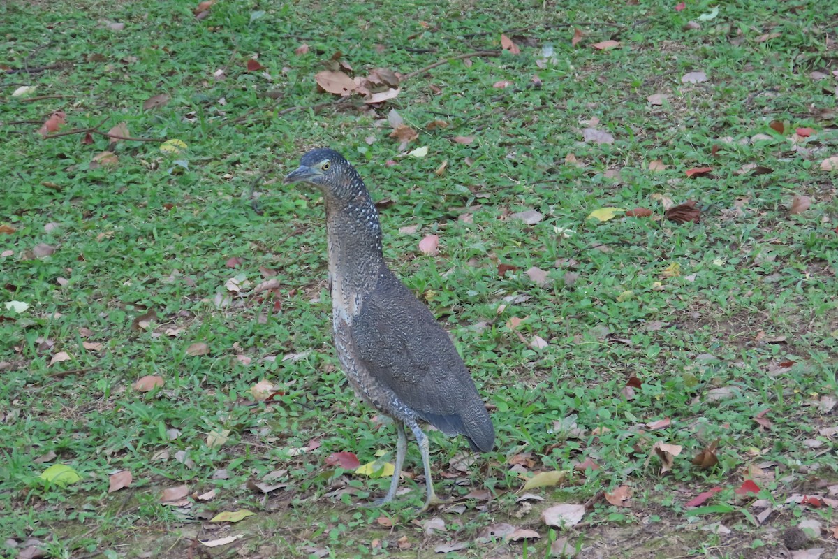 Malayan Night Heron - Lia Infante