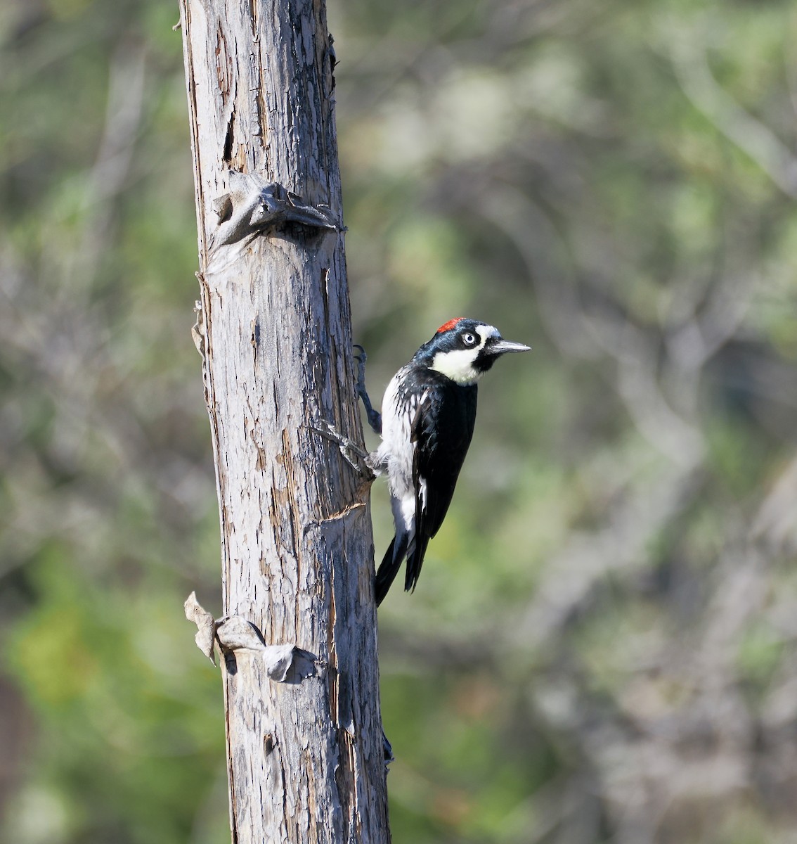 Acorn Woodpecker - Randy Pinkston