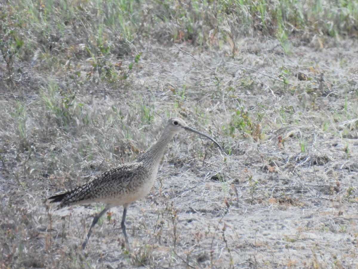 Long-billed Curlew - Tina Toth