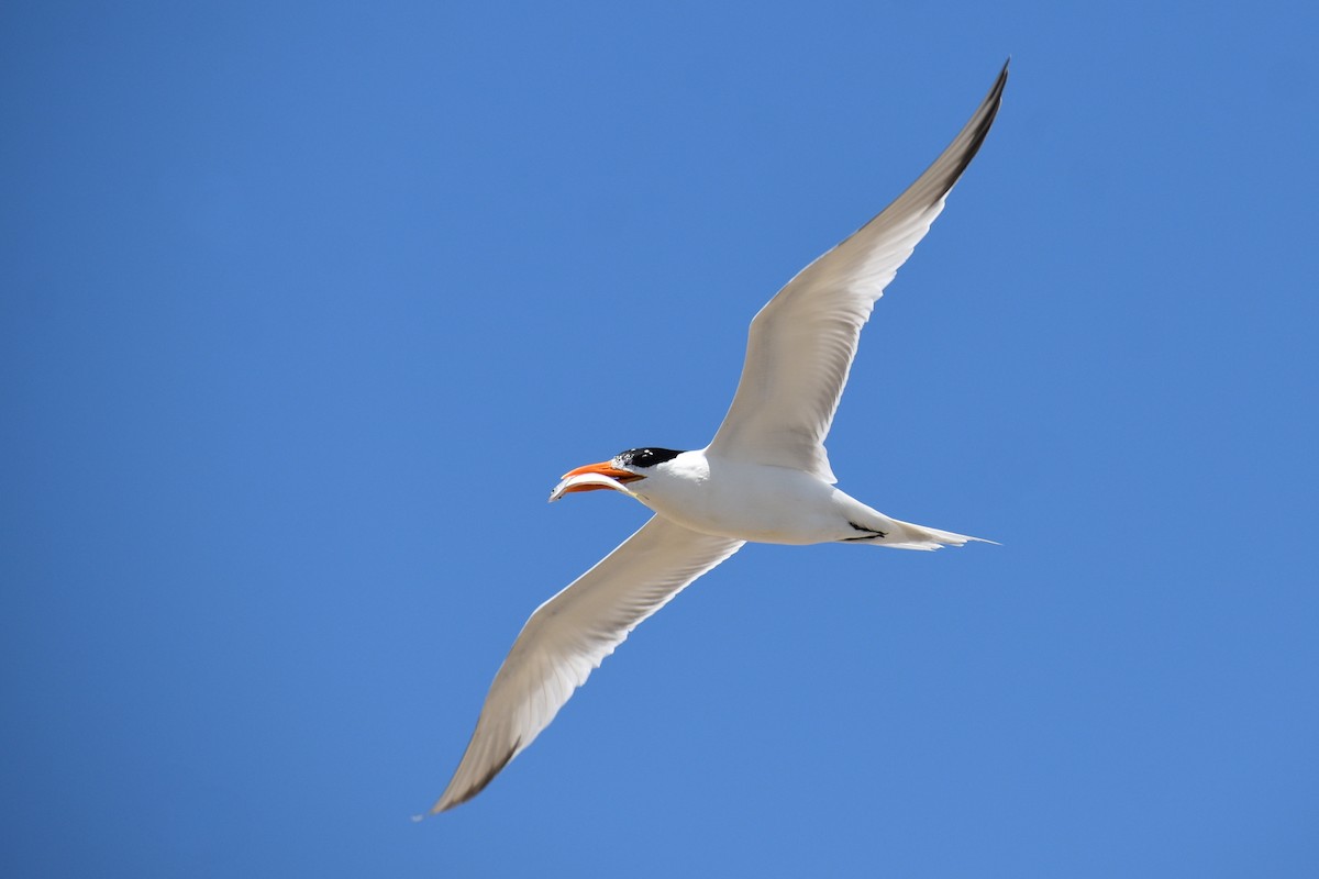 Royal Tern - ML619264804