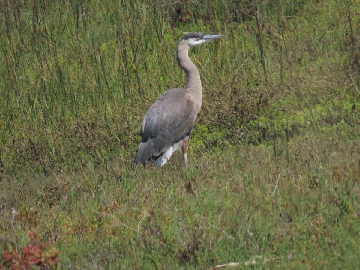 Great Blue Heron - Siyuan Jiang