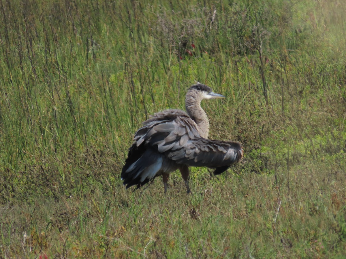 Great Blue Heron - Siyuan Jiang