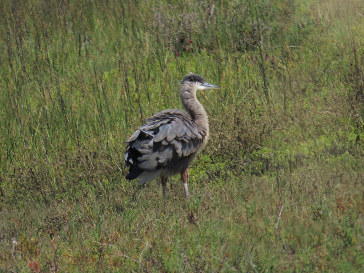 Great Blue Heron - Siyuan Jiang