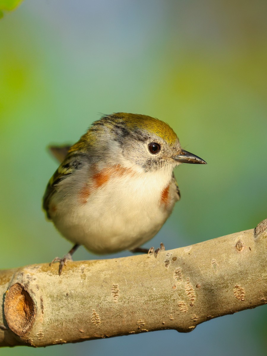 Chestnut-sided Warbler - ML619264810