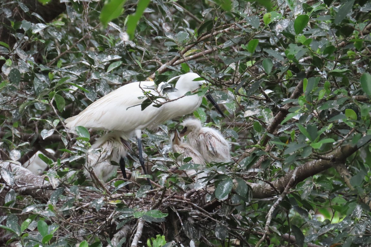 Little Egret - ML619264812